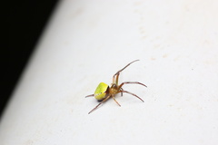 Araneus viridiventris