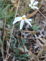 Narcissus deficiens