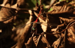 Sympetrum ambiguum