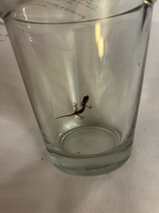 Hemidactylus mabouia