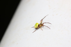 Araneus viridiventris