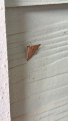 Renia flavipunctalis