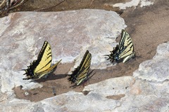 Papilio multicaudata