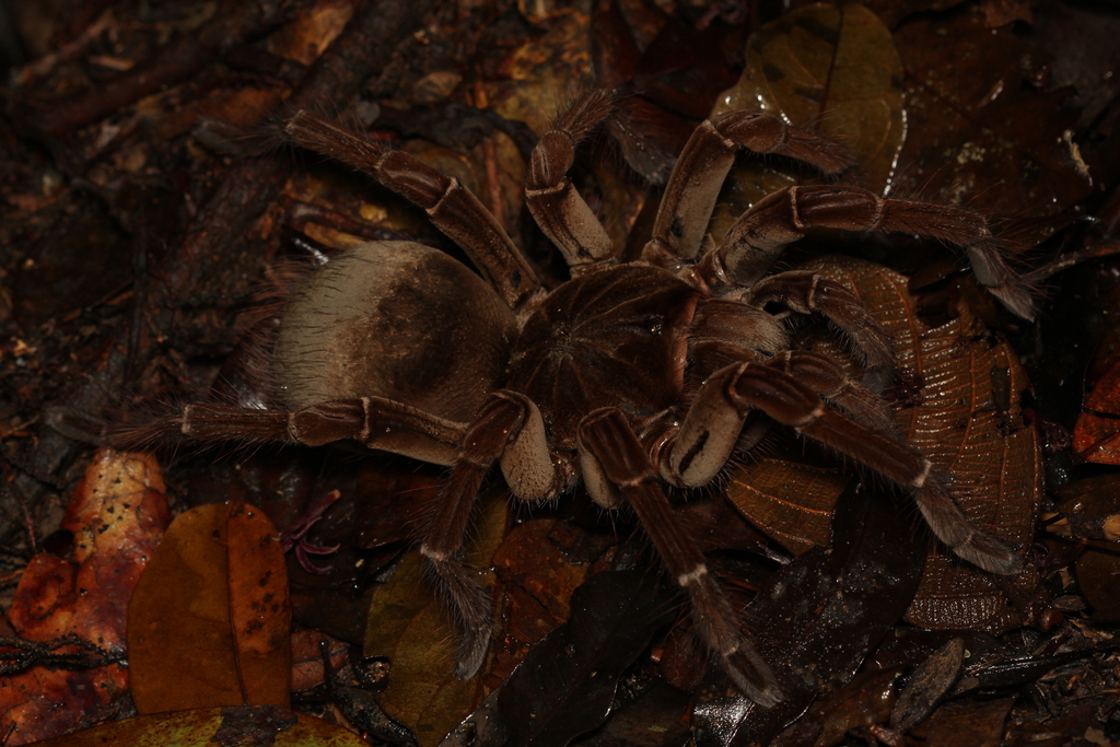 Burgundy Goliath Birdeater from Pres. Figueiredo - AM, 69735-000 ...