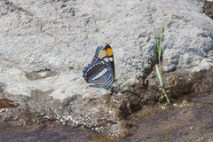 Adelpha eulalia