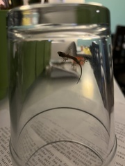 Hemidactylus mabouia