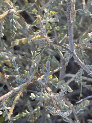 Errazurizia benthamii