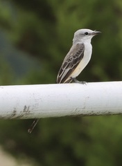Tyrannus forficatus