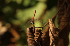 Sympetrum ambiguum