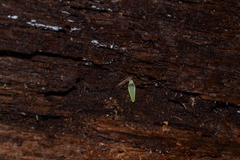 Gloeomucro dependens