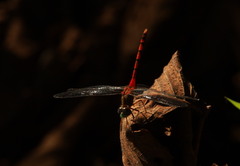 Sympetrum ambiguum