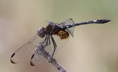 Dythemis fugax