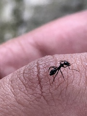 Camponotus sexguttatus