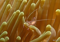 Ancylomenes sarasvati