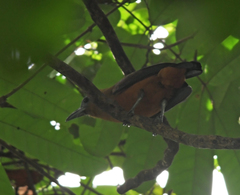 Perissocephalus tricolor