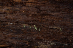 Gloeomucro dependens