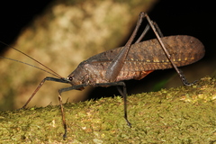 Tettigoniidea