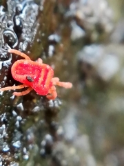 Microtrombidiidae
