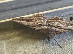 Gastrinodes bitaeniaria