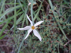 Narcissus deficiens