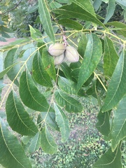 Carya illinoinensis