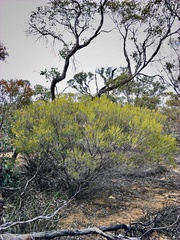 Acacia wilhelmiana