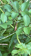 Conocephalus brevipennis