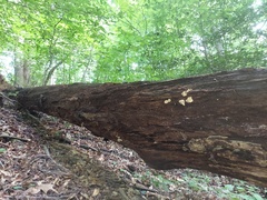 Gloeomucro dependens