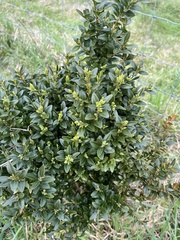 Buxus
