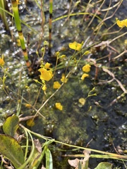 Utricularia minor