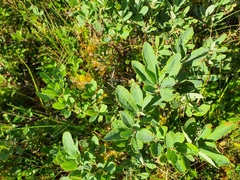 Rhododendron canadense