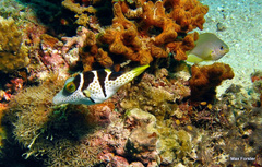 Canthigaster valentini