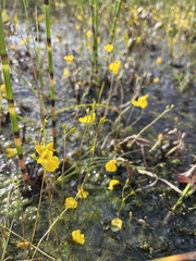 Utricularia minor