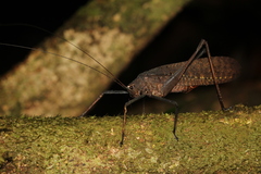 Tettigoniidea