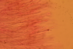 Gloeomucro dependens