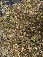 Euphorbia magdalenae