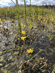 Utricularia minor