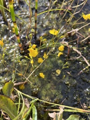 Utricularia minor