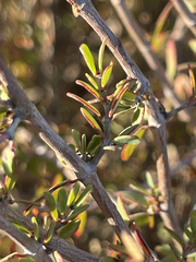 Euphorbia magdalenae
