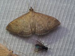 Anania fuscalis