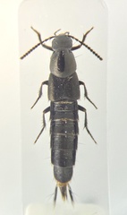 Philonthus sericinus