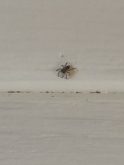 Salticinae