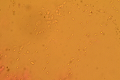 Gloeomucro dependens