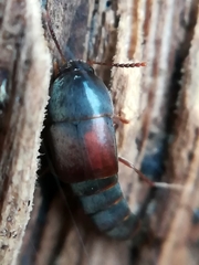 Sepedophilus