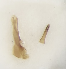 Philonthus sericinus