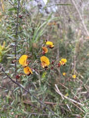 Bossiaea cinerea