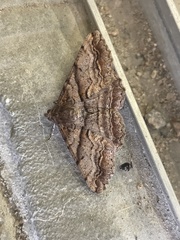 Gastrinodes bitaeniaria