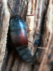 Sepedophilus
