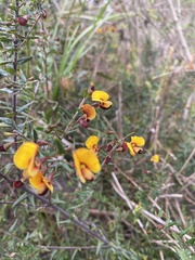 Bossiaea cinerea