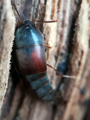 Sepedophilus